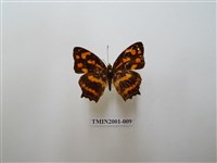 藏品(散紋盛蛺蝶)的圖片